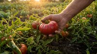 Male farmer hand picking fresh ripe red tomato from organic garden during golden hour sunset harvest time in agricultural field.