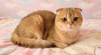 Adorable golden Scottish Fold kitten lying on soft pink floral blanket with sweet expression and folded ears in cozy indoor setting.