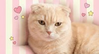 Adorable orange tabby Scottish Fold kitten with folded ears lying on soft pink blanket surrounded by cute heart and star decorations for pet lovers.