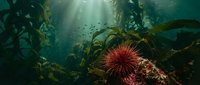 Underwater kelp forest scene with red sea urchin on rocky surface, sunlight filtering through water creating dramatic lighting for marine biology education.