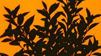 Plant silhouettes against warm orange sunset sky, ideal for nature backgrounds, botanical designs, and environmental graphics.