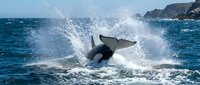 Humpback whale tail fluke breaching ocean surface with dramatic water splash against rocky coastline background.