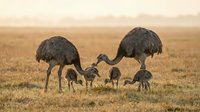 Emu family with chicks foraging in golden grassland during sunset. Adult birds and young offspring feeding together in natural Australian outback habitat.