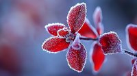 Red leaves covered in frost crystals on a winter morning, creating a delicate natural macro scene with contrasting colors and textures.