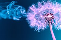 Ethereal dandelion seed head with delicate pink and blue tones against dark background, wispy seeds floating away in smoke-like pattern creating dreamy atmospheric effect.