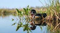 Wood duck male with iridescent green head resting among marsh reeds and cattails in shallow wetland water during spring migration season.
