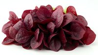 Fresh burgundy red microgreens with delicate leaf texture on white background, organic salad leaves arranged in cluster, isolated healthy garnish for culinary use.