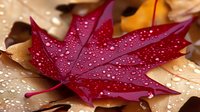 Red maple leaf covered in morning dew drops resting on fallen autumn foliage, creating natural contrast between vibrant crimson and golden brown colors.