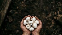Farmer holding freshly harvested white mushrooms in cupped hands over dark soil, suitable for agricultural, food production, and organic farming content.