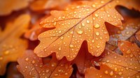 Macro shot of orange oak leaves covered in morning dew drops creating natural pattern. Water droplets glisten on autumn foliage in soft lighting.