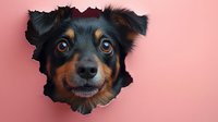Curious mixed breed dog peeking through round hole in pink paper wall, close up portrait showing expressive eyes and playful expression. For pet related designs.