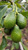 Fresh green avocados growing on tree branch with textured bumpy skin and glossy leaves, showing natural organic produce in agricultural setting.