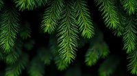 Fresh green spruce or fir tree branches with needles hanging down against dark background, creating natural pattern. Macro nature photography for winter holidays.