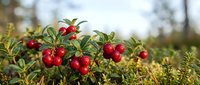 Fresh red cranberries growing on green bush branches in natural outdoor setting with soft blurred background for harvest and organic food concepts.