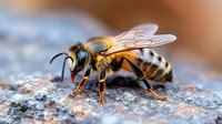 Detailed macro photography of honey bee on stone surface showing intricate wing patterns, compound eyes, and distinctive black and yellow stripes in natural lighting.