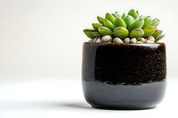 Green succulent plant in modern black ceramic pot with soil on white background, minimalist home decor composition for interior design and gardening.