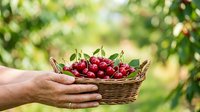 Farmer holding wicker basket filled with fresh red cherries in orchard garden. Harvest season produce for food, agriculture, and farming concepts.