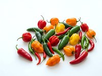 Assorted fresh chili peppers and bell peppers in red, orange, yellow and green varieties arranged on white background for culinary and food styling projects.
