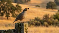 Quail bird perched on wooden post in dry grassland with scattered trees and golden fields in background, wildlife photography.