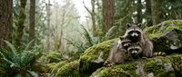 Three adorable raccoon cubs sitting together on moss-covered fallen log in lush green forest during daytime exploring their natural woodland habitat.