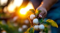 Hand holding fresh white berries on branch with green leaves at golden sunset for organic farming and natural harvest concepts.