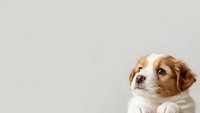 Adorable brown and white puppy with expressive eyes looking up against neutral background. Cute young dog portrait for pet care and animal lover content.