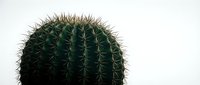Closeup of round green cactus with sharp spines against white background, isolated plant for design, botanical illustration, nature clipart.