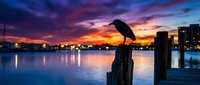 Silhouette of heron bird perched on wooden post at sunset over calm water with city skyline and colorful sky reflection for nature wildlife photography.