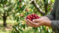 Farmer holding fresh red cherries in hands during harvest season in orchard garden.