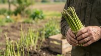 Farmer holding fresh asparagus bunch in vegetable garden field. Organic produce harvesting, agriculture and farming concept for food industry and healthy eating campaigns.