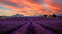 Stunning lavender field at sunset with dramatic orange and pink sky, purple flower rows leading to distant mountains and farmhouse.