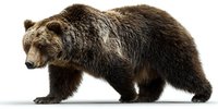 Majestic brown grizzly bear walking in profile view, isolated on white background for wildlife conservation awareness and educational materials.