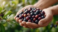Fresh organic coffee beans held in cupped hands during harvest season, showcasing natural farming and sustainable agriculture practices.
