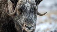 Close-up portrait of adult yak with thick brown fur and curved horns in snowy mountain environment during winter season for wildlife photography.