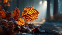 Vibrant autumn leaves with golden sunlight filtering through forest creating warm seasonal atmosphere for nature photography and fall decorating projects.