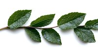 Fresh green mint leaves on stem isolated on white background, aromatic herb for culinary use and cocktail garnish.