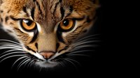 Close up portrait of wild cat face with intense amber eyes, long whiskers and striped fur pattern emerging from darkness on black background. For wildlife and nature designs.
