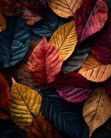 Colorful autumn leaves in rich burgundy, gold, and deep blue tones creating natural texture pattern for seasonal backgrounds.