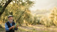 Mature male farmer of European descent wearing cap and blue shirt holding fresh olives in orchard during harvest season with golden sunlight filtering through trees.