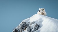 Majestic Arctic fox resting on snowy mountain peak against blue winter sky, showcasing natural wildlife behavior in pristine wilderness environment.