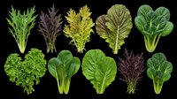 Assorted fresh salad greens and leafy vegetables collection, isolated on transparent background, ready for use in food clipart, stickers, t-shirt design, and print on demand projects.