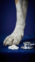 Animal paw with white pills and stethoscope on blue background, representing veterinary medicine, pet healthcare, animal treatment, and medical care for domestic animals.
