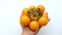 Fresh orange cherry tomatoes on vine held in hand against white background for healthy cooking and organic farming concepts.