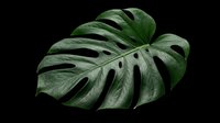 Monstera deliciosa leaf with natural fenestrations isolated on transparent background, ready for design use on t-shirts, clipart, stickers, sublimation, and print-on-demand products.