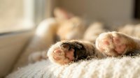 Young brown and white kitten paws resting on soft beige knitted fabric, showing pink toe pads and fur details for pet care and feline content.