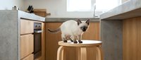 Siamese cat standing on wooden stool in modern kitchen with wooden cabinets and concrete countertops, domestic pet in contemporary home interior.