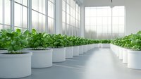 Indoor hydroponic garden with rows of fresh green plants growing in white circular containers on clean floor, modern greenhouse agriculture system with natural light.