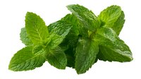 Fresh green mint leaves with textured surface isolated on white background, perfect for culinary, beverage, and herbal remedy designs.