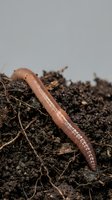 Earthworm crawling through rich dark compost soil with organic matter and roots for gardening and agriculture applications.
