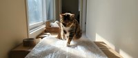 Adorable tabby kitten sitting on white blanket by sunny window in cozy home interior, perfect for pet care and domestic animal content.